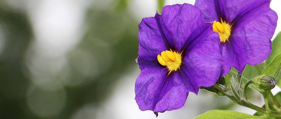 gentian-shrub-1524879_960_720|potatoes-1585057_960_720|22619_modal